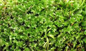 Attēlu rezultāti vaicājumam “Plagiomnium”