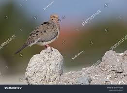 Image result for Zenaida macroura