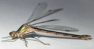 Attēlu rezultāti vaicājumam “Lestes dryas female”