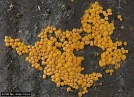 Attēlu rezultāti vaicājumam “Oligonema sp.”