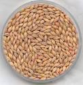 Barley - Recipes Wiki