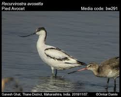 Attēlu rezultāti vaicājumam “Recurvirostra avosetta”