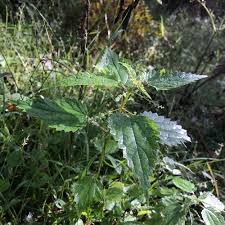Attēlu rezultāti vaicājumam “Urtica urens leaf”