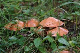 Attēlu rezultāti vaicājumam “Suillus luteus”