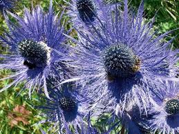 Image result for Blaudistel