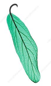 Attēlu rezultāti vaicājumam “Viburnum opulus leaf”