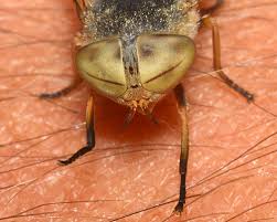 Attēlu rezultāti vaicājumam “Atylotus sp.”