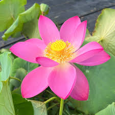 Attēlu rezultāti vaicājumam “Lotus sp. flower”