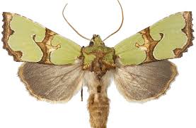 Attēlu rezultāti vaicājumam “Staurophora celsia”