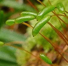 Attēlu rezultāti vaicājumam “Herzogiella seligeri”