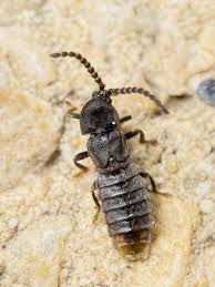 Attēlu rezultāti vaicājumam “Phosphaenus hemipterus male”