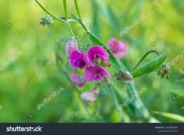 Attēlu rezultāti vaicājumam “Lathyrus sylvestris”