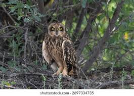 Attēlu rezultāti vaicājumam “Asio flammeus”