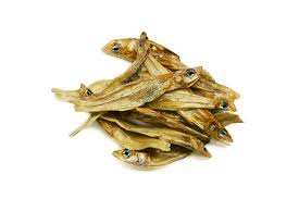 Attēlu rezultāti vaicājumam “Charales”