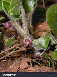 Attēlu rezultāti vaicājumam “Asarum europaeum flower”