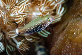 Image result for Scarus niger