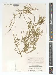 Attēlu rezultāti vaicājumam “Diphasium complanatum”