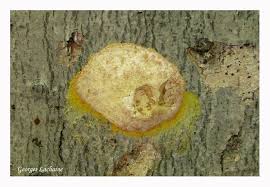 Attēlu rezultāti vaicājumam “Fuligo septica var. flava”