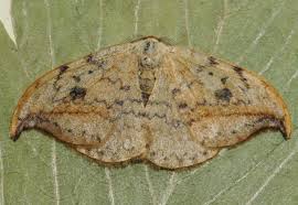 Attēlu rezultāti vaicājumam “Drepana falcataria”