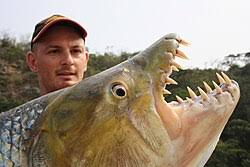 Image result for Goliath Tigerfish
