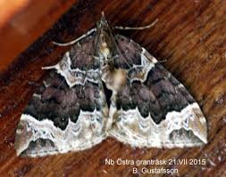 Attēlu rezultāti vaicājumam “Eulithis prunata”