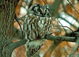 Image result for Aegolius funereus