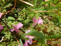 Attēlu rezultāti vaicājumam “Pedicularis palustris subsp. opsiantha”