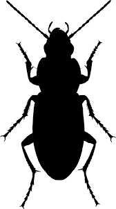 Attēlu rezultāti vaicājumam “Poecilus lepidus”