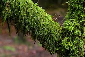 Attēlu rezultāti vaicājumam “Amblystegium serpens sporophyte”