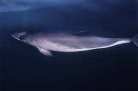 Image result for Phocoena phocoena