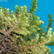 Attēlu rezultāti vaicājumam “Neckera complanata”