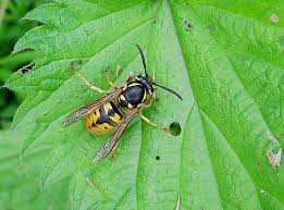 Attēlu rezultāti vaicājumam “Vespula germanica male”