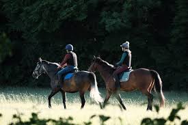Image result for Huntingdon and District Riding Club
