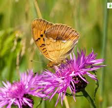Attēlu rezultāti vaicājumam “Argynnis laodice female”