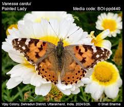 Attēlu rezultāti vaicājumam “Vanessa cardui”