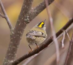 Attēlu rezultāti vaicājumam “Jodis putata”