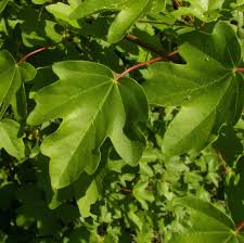 Attēlu rezultāti vaicājumam “Acer campestre leaf”