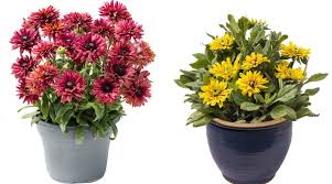 Image result for Rudbeckia Paradisio