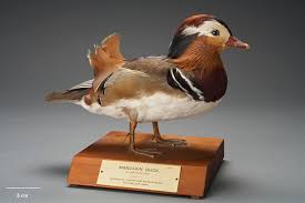 Attēlu rezultāti vaicājumam “Aix galericulata”