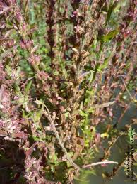 Attēlu rezultāti vaicājumam “Lythrum salicaria fruit”