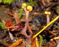 Attēlu rezultāti vaicājumam “Heyderia abietis”