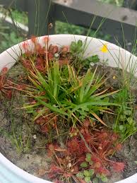 Attēlu rezultāti vaicājumam “Utricularia x neglecta leaf”