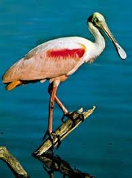 Attēlu rezultāti vaicājumam “Ciconiiformes”