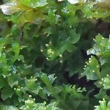 Attēlu rezultāti vaicājumam “Lophozia ventricosa”