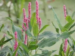 Attēlu rezultāti vaicājumam “Polygonum amphibium flower”