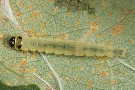 Attēlu rezultāti vaicājumam “Ancylis laetana”