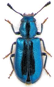 Attēlu rezultāti vaicājumam “Dasytes caeruleus imago”