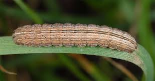 Attēlu rezultāti vaicājumam “Thalpophila matura”