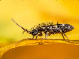 Attēlu rezultāti vaicājumam “Orchesella sp.”