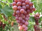 china origin fresh red globe grapes products, buy china origin ...